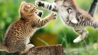 Cats Epic Funny HD Wallpaper