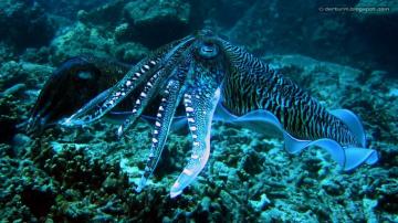 HDq Squid Wallpaper Desktop 4k HD Quality
