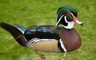 Wood Duck Wallpaper