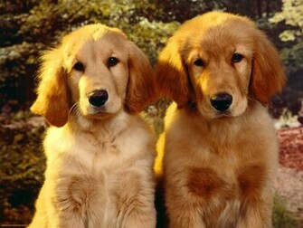 Golden Retriever Wallpaper HD