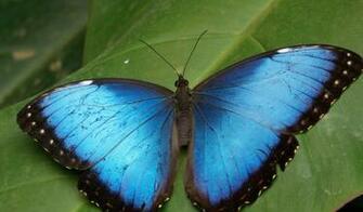 Butterfly Flowers Wallpaper Wallpaper55 Best