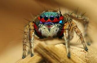 Desktop Wallpaper Jumping Spider Spiders Insects Eyes Animals