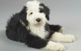 Old English Sheepdog Wallpaper
