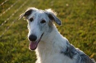 Borzoi Image In Collection