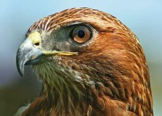 Red Tailed Hawk Tail Pictures