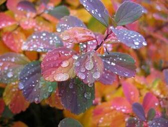 Beautiful Wallpaper Rain For Your
