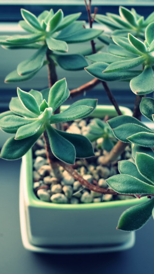 Succulent Wallpaper iPhone