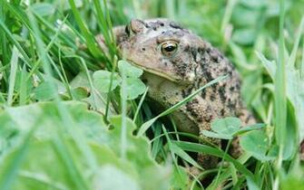 Moril Toad In The Grass Computer Wallpaper Desktop