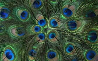 HD Peacock Feather Wallpaper Home 3d Picture Design