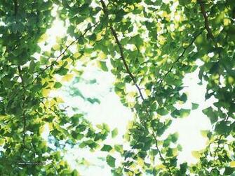 Leaves In Summer Lush Trees Wallpaper Green