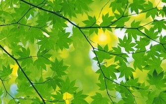 Extra Leaf Wallpaper
