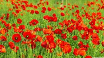 Red Poppies Field Wallpaper And Image Pictures Photos