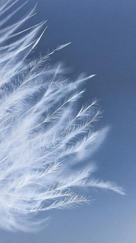 White Feathers H5 Background Blue Aesthetic Pastel Beautiful