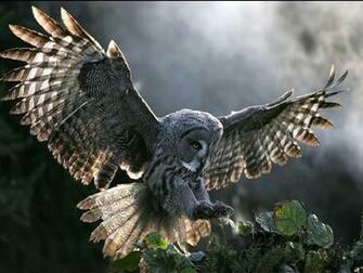 Barn Owl Wallpaper Jpg