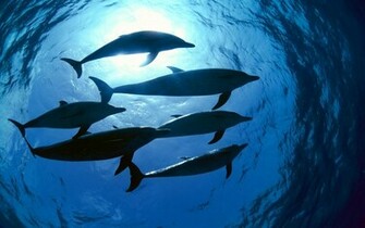 Dolphins In Underwater Photography Wallpaper HD