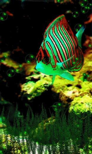 Fish Live Wallpaper Android