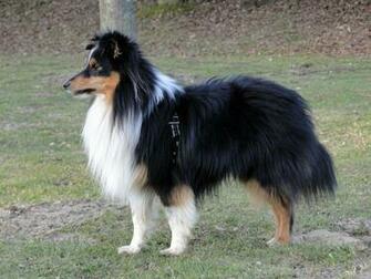 Sheltie Wallpaper