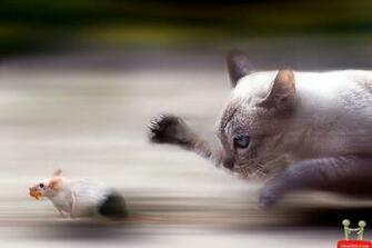 Cat Chasing Rat Funny Wallpaper E Entertainment
