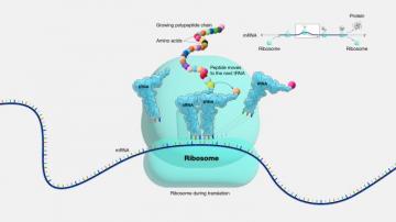 Ribosome