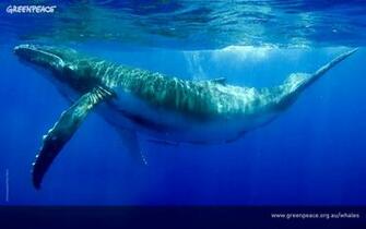 Greenpeace Whale Background Wallpaper For Desktop