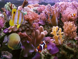 Coral Reef Wallpaper Widescreen Sea And Sunset