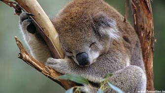 Koala Wallpaper Cute And Pretty Koalas HD