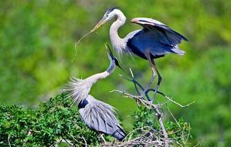 Great Blue Heron Bird HD Wallpaper Best Gallery