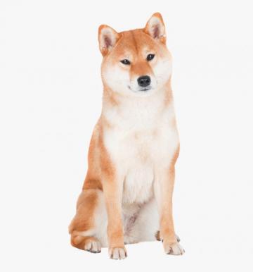 Shiba Inus Transparent Background HD Png Kindpng