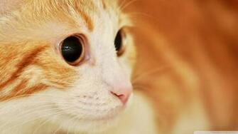 Cat Portrait Wallpaper