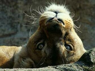 Funny Lion Screensaver Screensavers