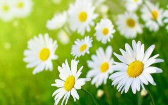 Get Daisy Flower Wallpaper And Make This