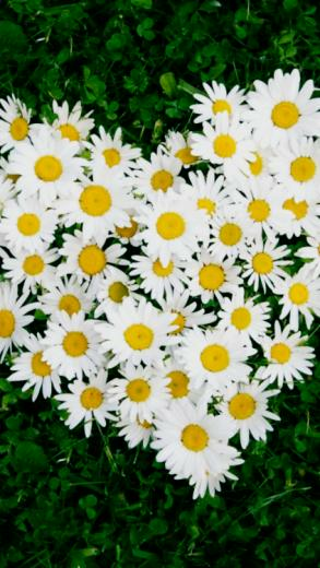 Daisy Flowers iPhone Wallpaper