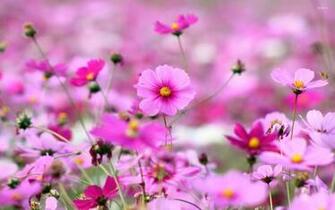 Pink Cosmos Wallpaper Flower