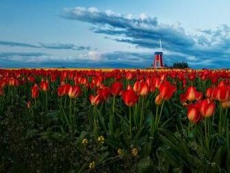Field Of Tulips Wallpaper