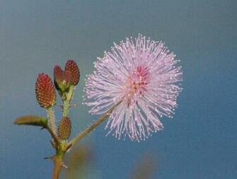 Fuzzy Flower Wallpaper