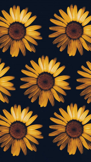 iPhone Aesthetic Sunflower Wallpaper