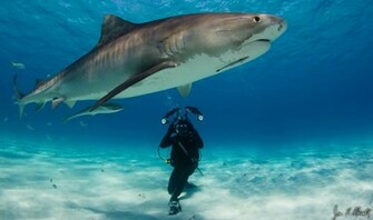 Beautiful Tiger Shark Pictures And Wallpaper
