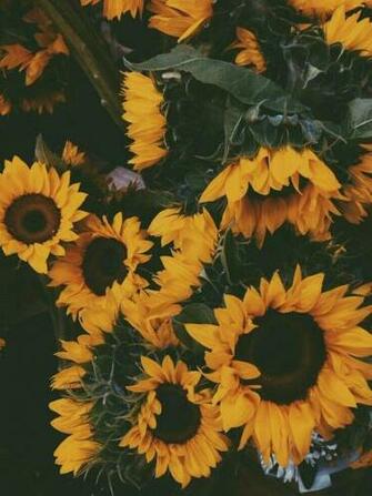 Sunflowers Background Sunflower Wallpaper