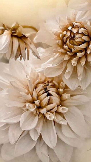 Aesthetic Flower iPhone Wallpaper Ideas For Lovers Of Floral