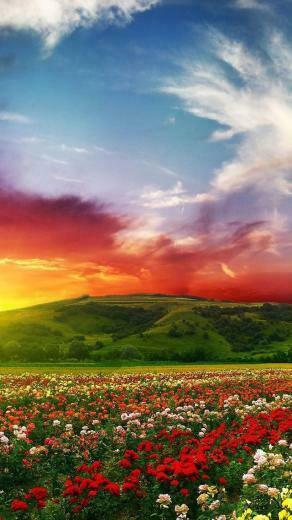 Wallpaper Spring Sunset iPhone HD