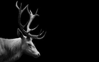 Black And White Animal Wallpaper 7r9hauz Picserio