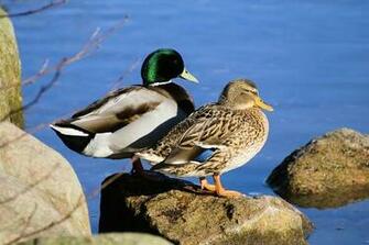 Wallpaper Ducks Desktop