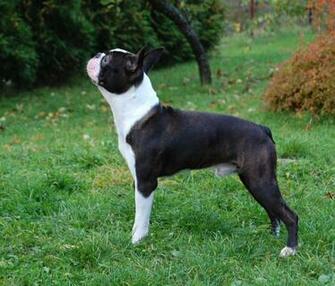 Boston Terrier Wikipedia The Encyclopedia HD Wallpaper