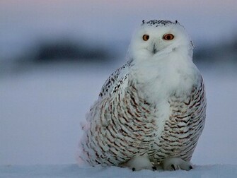 Snowy Owl Wallpaper Pic