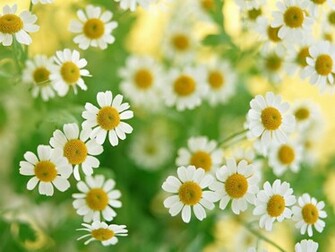 Mobile Wallpaper Feedio Net Daisy Flower