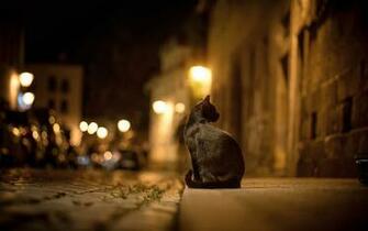 Black Cat Night Street Light Blur Wallpaper