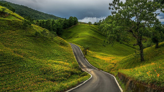 Tree Green Country Man Made Road HD Wallpaper