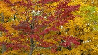 Red And Yellow Leaves Combination In The Evening
