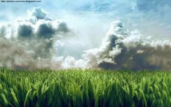 Club Buzz Crops Field Wallpaper
