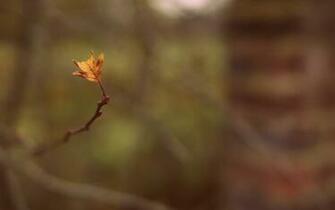 Leaf Computer Wallpaper High Definition Quality